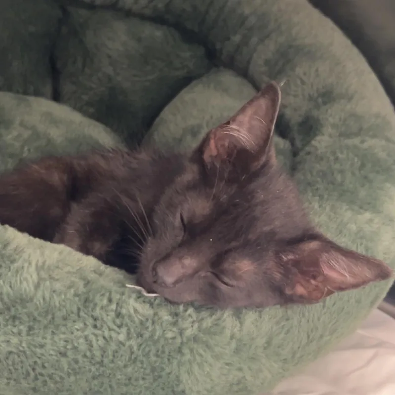 A baby medium-sized female Black Domestic Short Hair cat named Holiday for adoption in Charlottesville, VA