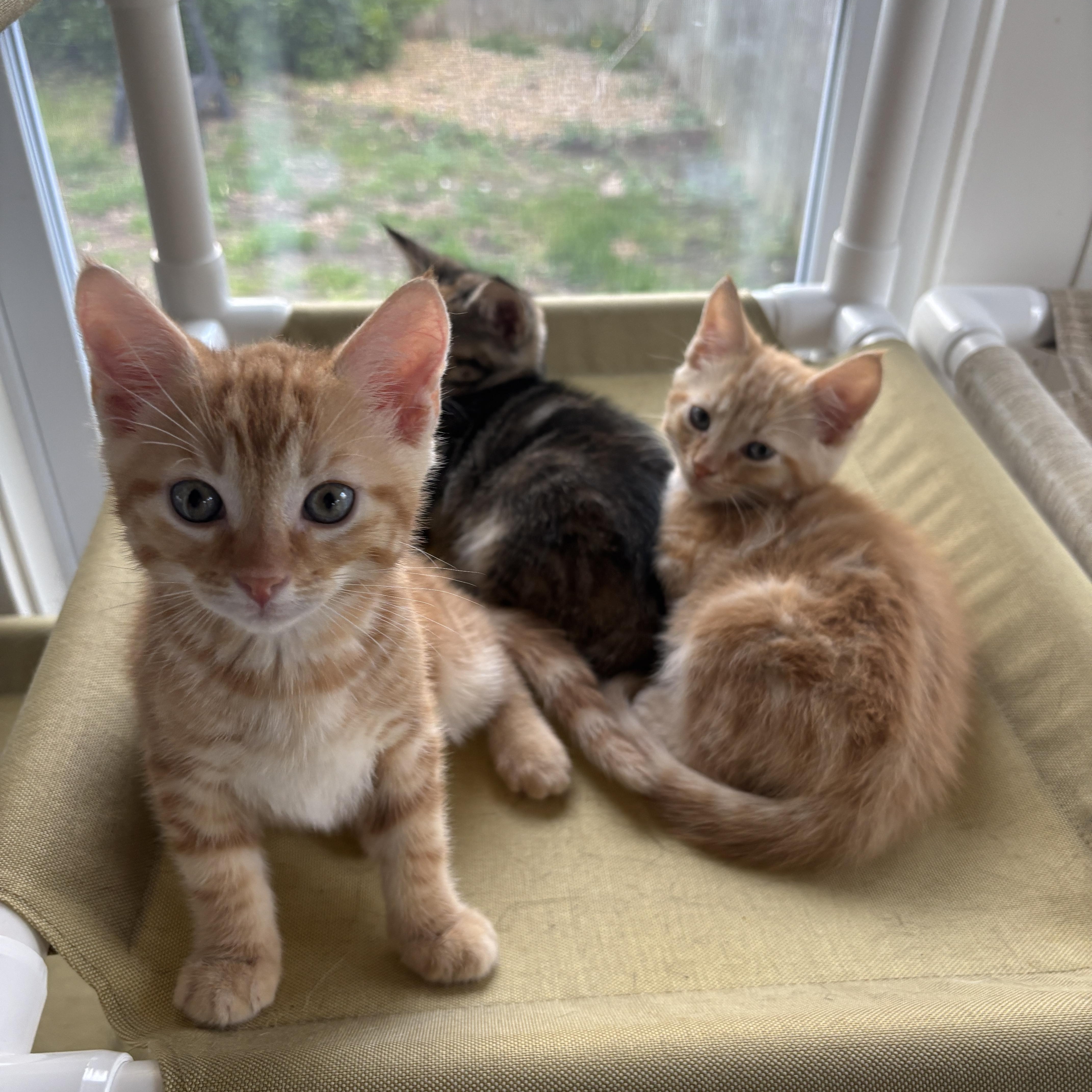 A baby medium-sized male Domestic Short Hair cat named Nutmeg for adoption in Vineyard Haven, MA