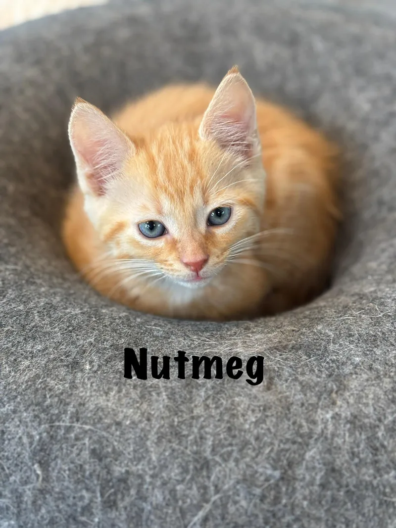 Nutmeg thumbnail 4