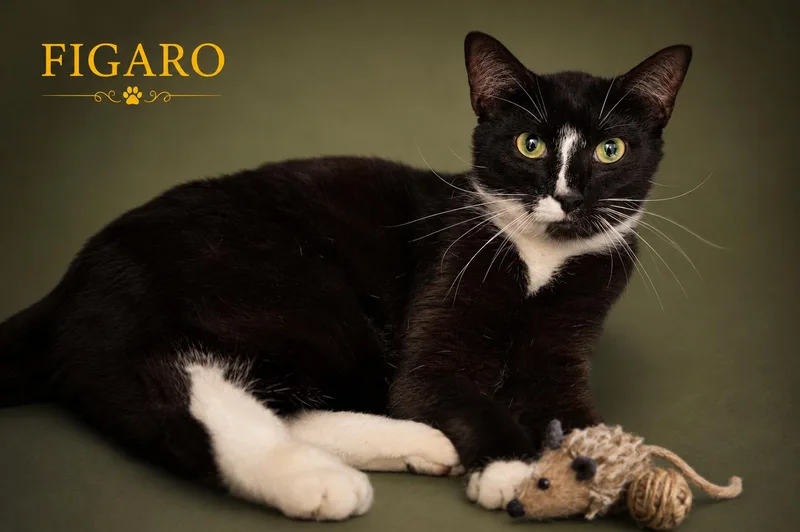 Figaro thumbnail 2