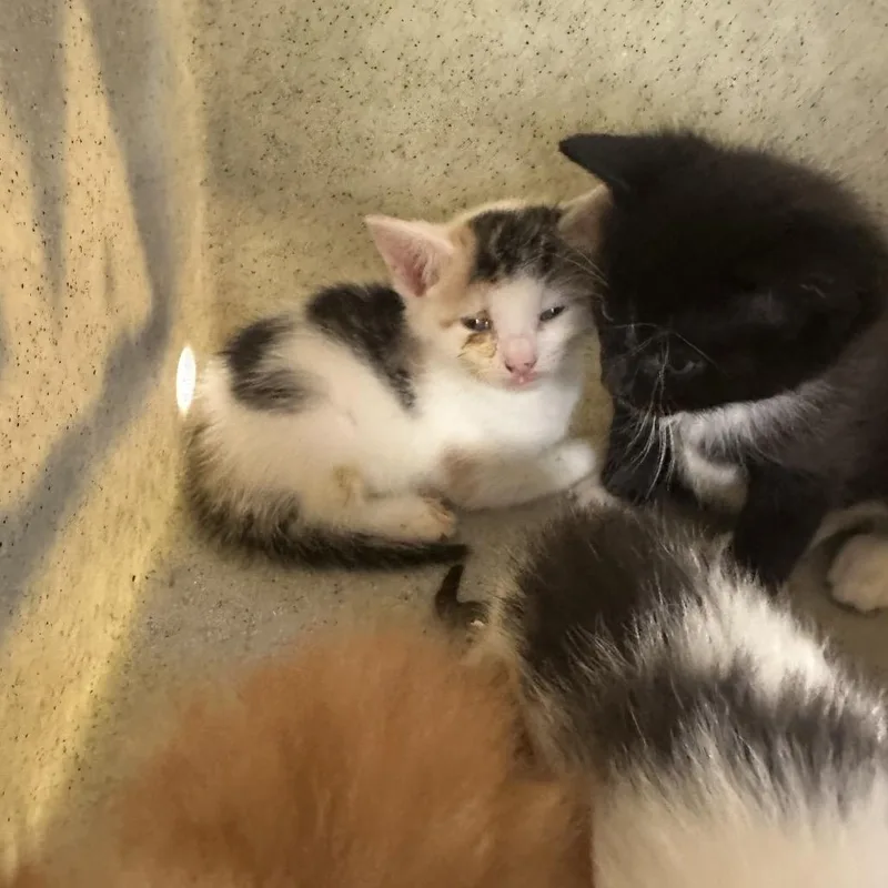 A baby small-sized female Black Domestic Short Hair cat named Dollop for adoption in Philadelphia, PA