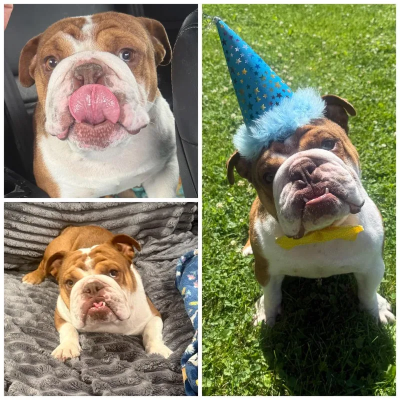 An adult medium-sized male English Bulldog dog named Denny for adoption in Zionsville, IN