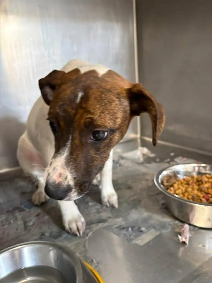 A baby medium-sized female Hound dog named Patsy for adoption in Lavonia, GA