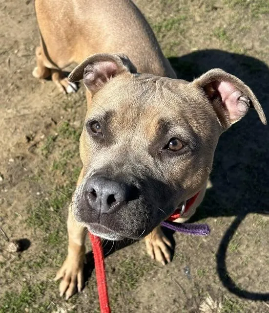 A young medium-sized female Terrier dog named Snapple for adoption in Olivette, MO