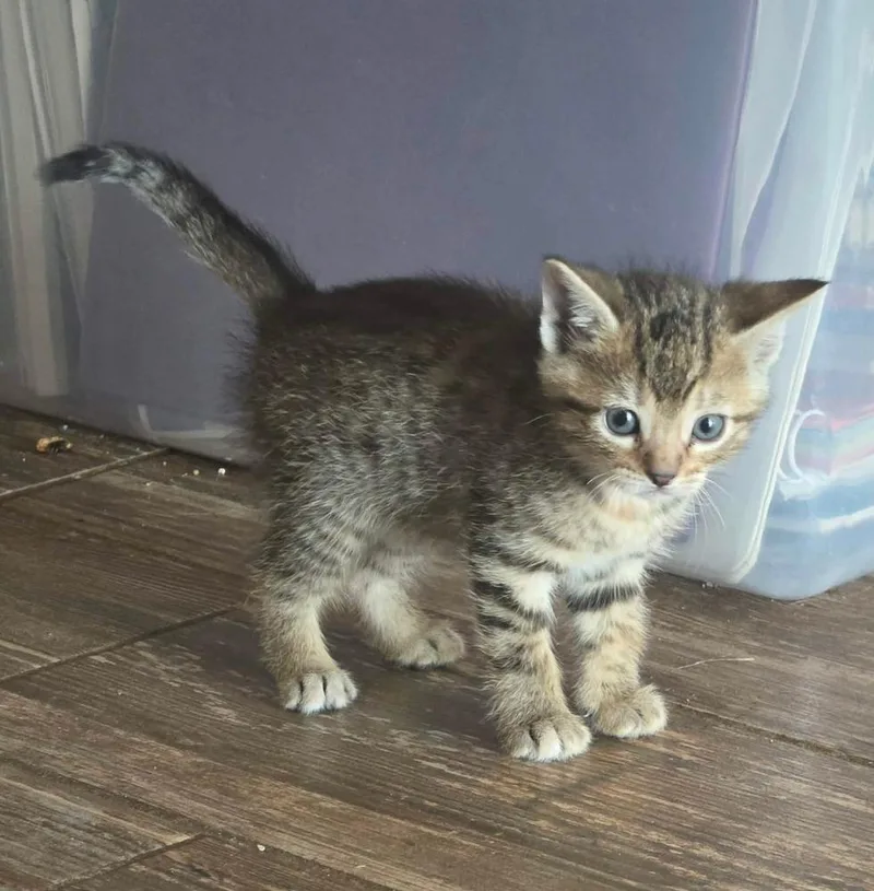 A baby small-sized female Domestic Short Hair cat named November for adoption in Shawnee, OK
