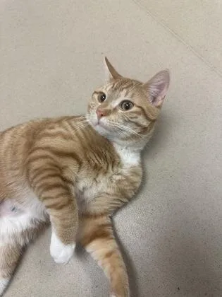 Calamari thumbnail 2