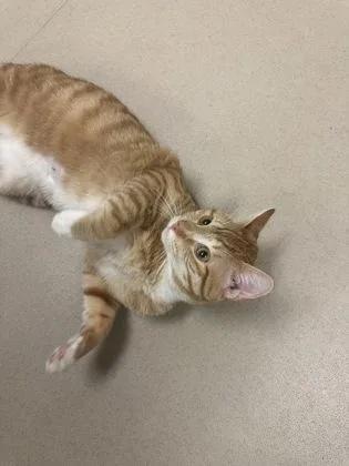 Calamari thumbnail 3