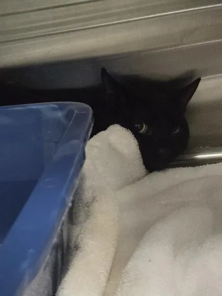 An adult medium-sized male Domestic Short Hair cat named Zoom Meeting for adoption in Millersville, MD
