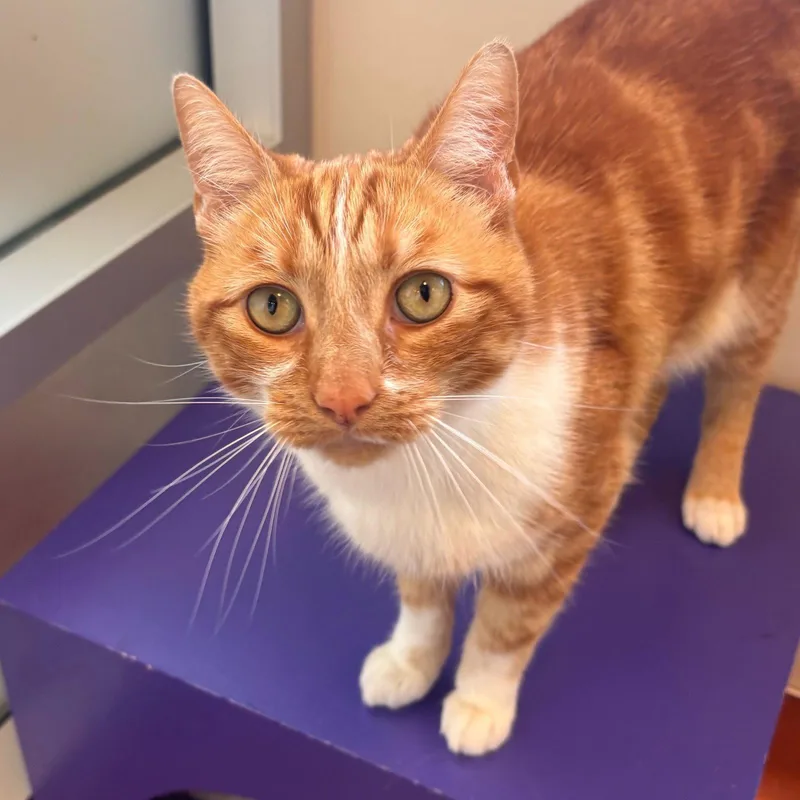 An adult large-sized male Orange / Red Domestic Short Hair cat named Reggie for adoption in Burlingame, CA