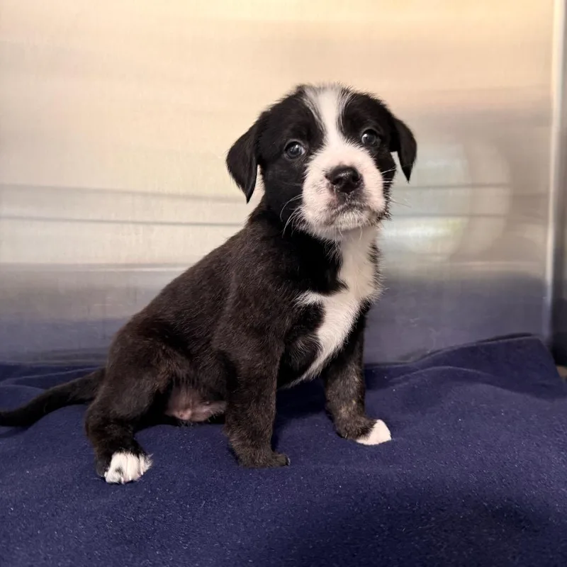 A baby small-sized female Black Mixed Breed dog named Cole Slaw for adoption in Deerfield, IL