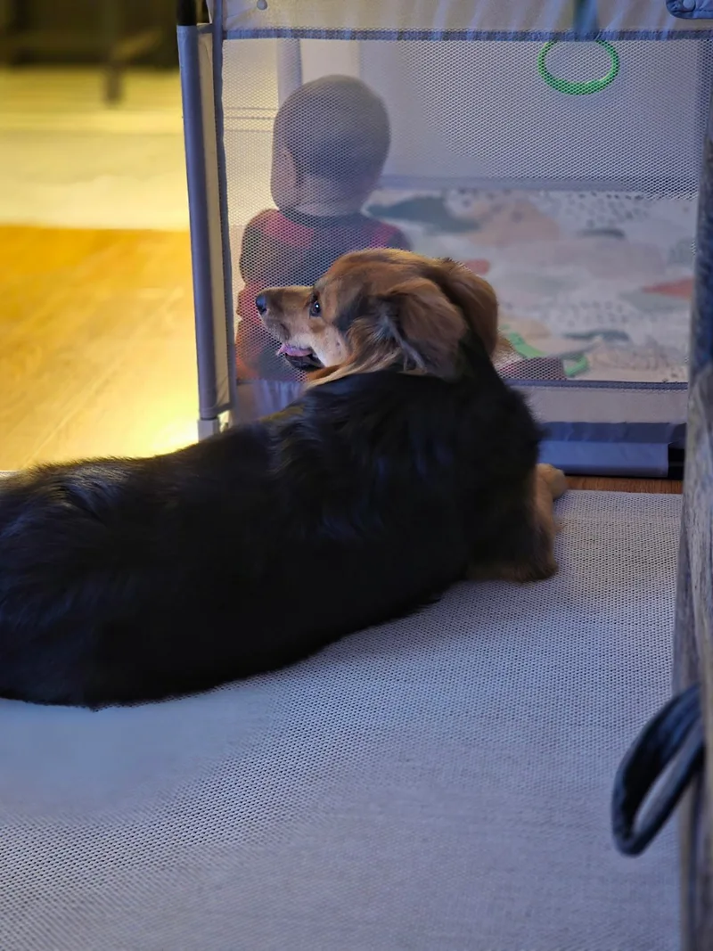 A young medium-sized female Bicolor Australian Shepherd dog named Ruby for adoption in Alexandria, VA