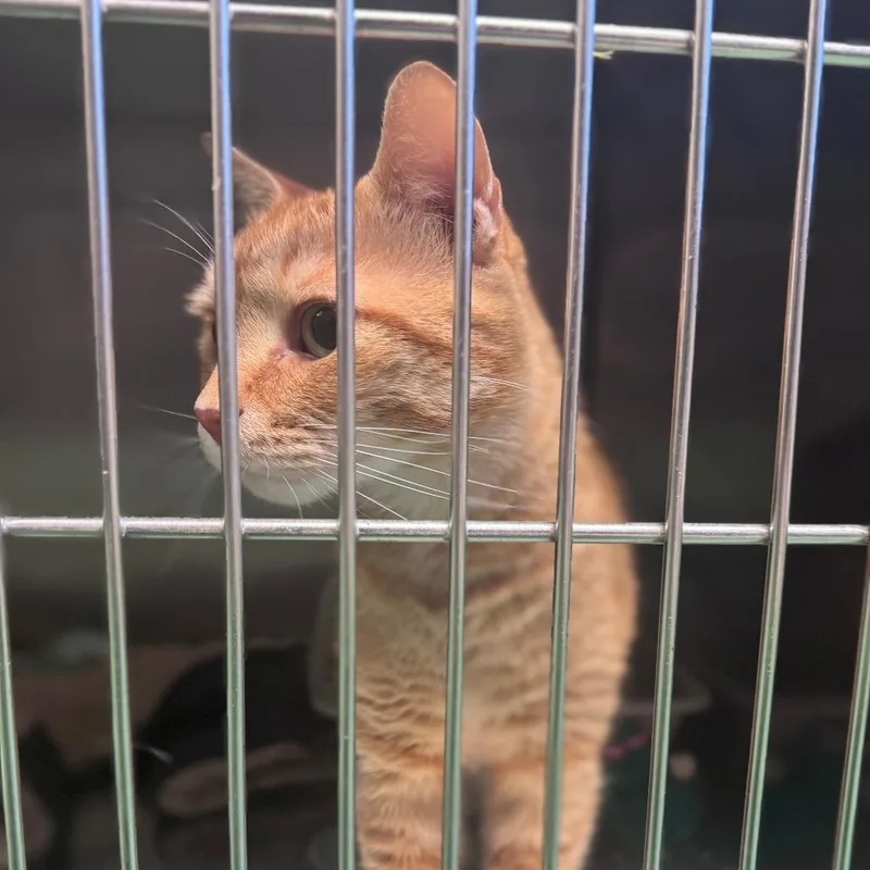 An adult large-sized male Orange / Red Domestic Short Hair cat named Gabriel for adoption in South Haven, MI