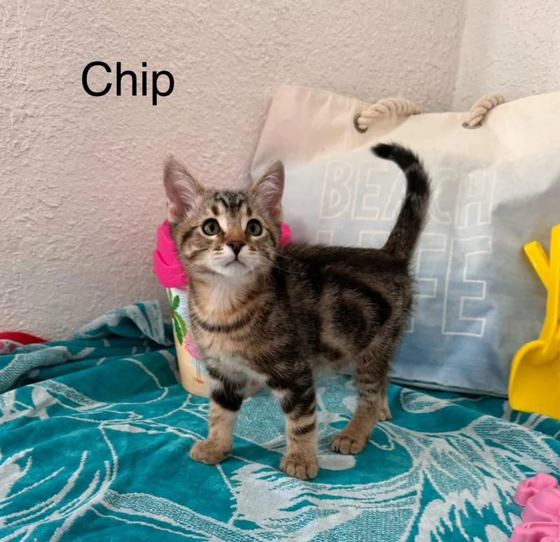 Chip