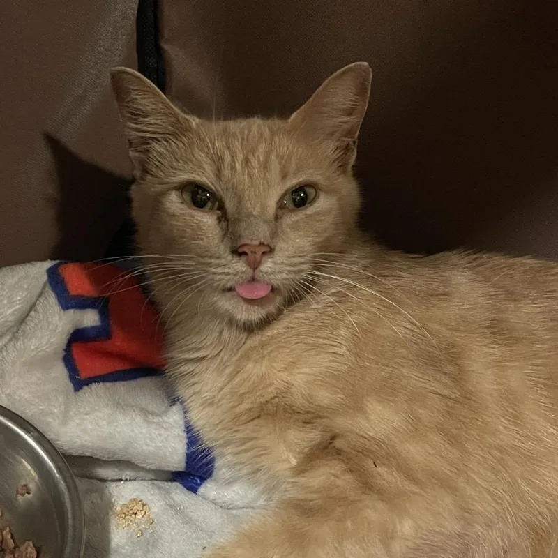 An adult medium-sized female Orange / Red Domestic Short Hair cat named Coop for adoption in Mentor, OH