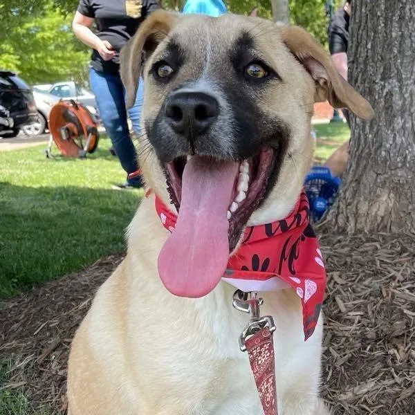 An adult large-sized male Anatolian Shepherd dog named Enzo for adoption in Shelby, NC