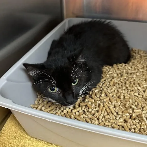 A baby small-sized female Black Domestic Medium Hair cat named Foundry for adoption in Oak Ridge, TN