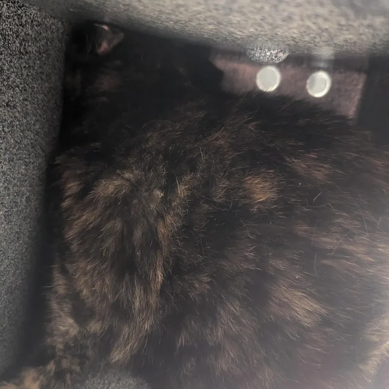A senior large-sized female Domestic Short Hair cat named Ala Mode for adoption in Charlottesville, VA