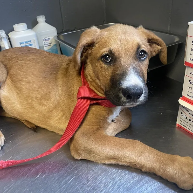 A baby small-sized male Brown / Chocolate Shepherd dog named Slade for adoption in Pasadena , MD