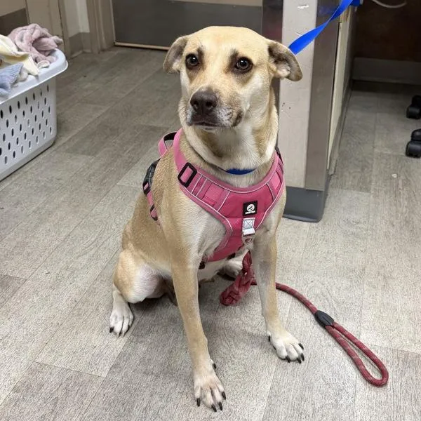 An adult medium-sized female Shepherd dog named Mitski for adoption in San Diego, CA