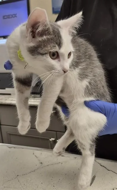 A baby small-sized female Domestic Short Hair cat named Lily for adoption in Lodi, CA