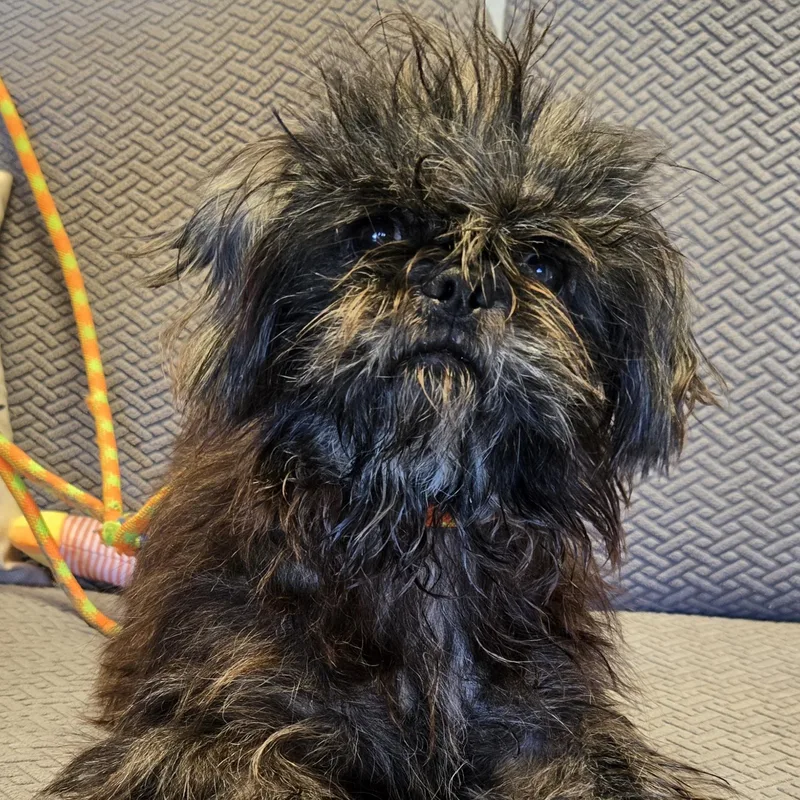 An adult small-sized female Shih Tzu dog named Delta for adoption in Normal, IL