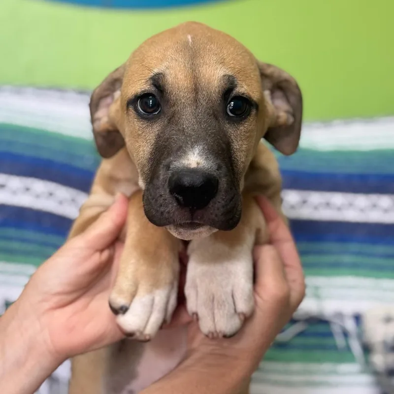 A baby medium-sized male Yellow / Tan / Blond / Fawn Mixed Breed dog named Ziggy Stardust for adoption in Brownsboro, AL