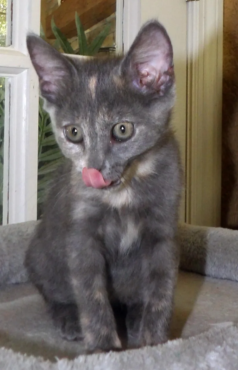 A baby medium-sized female Dilute Tortoiseshell Domestic Short Hair cat named Missy for adoption in Lake Monroe, FL