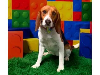 A young small-sized female Tricolor (Brown, Black, & White) Beagle dog named Dory for adoption in New Boston, NH