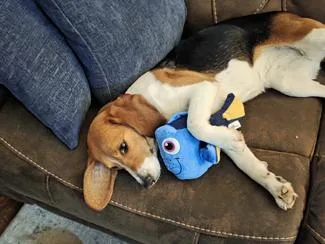 Dory thumbnail 4