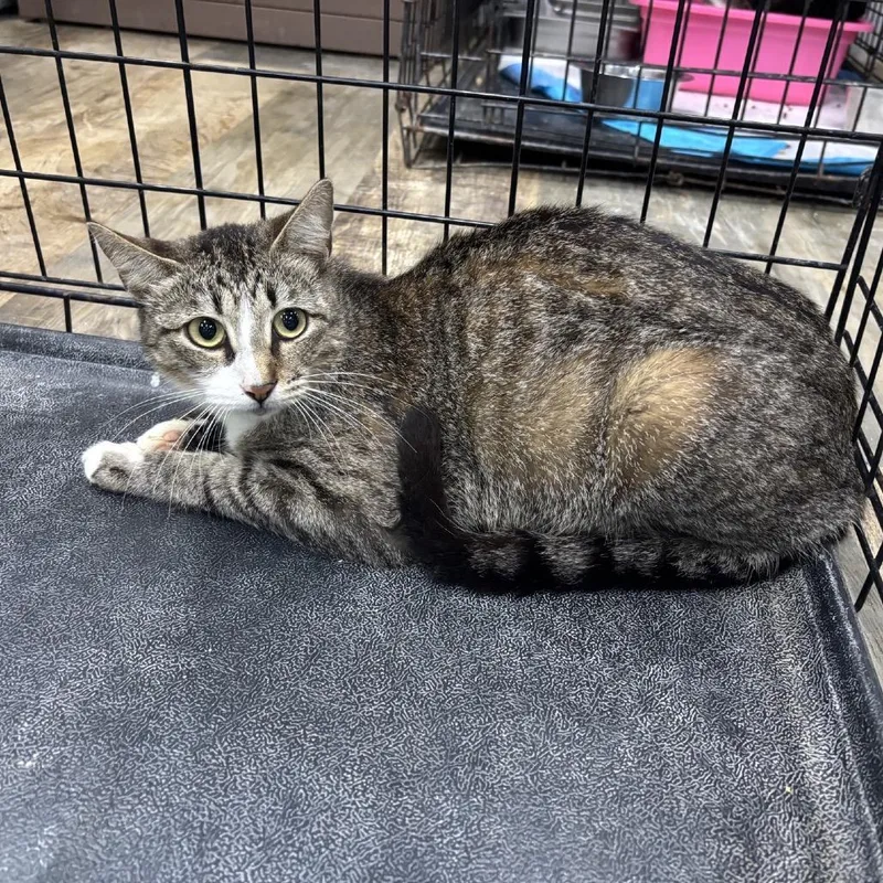 An adult small-sized female White Domestic Short Hair cat named Chicken Cacciatore for adoption in Hattiesburg, MS