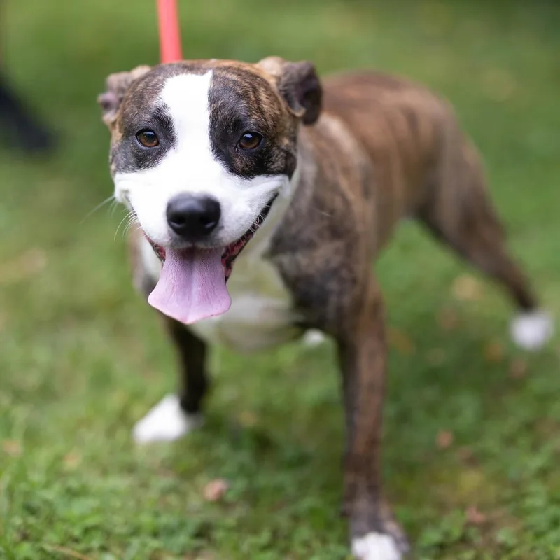 A young small-sized male Brindle Mixed Breed dog named Kevin for adoption in Talbott, TN
