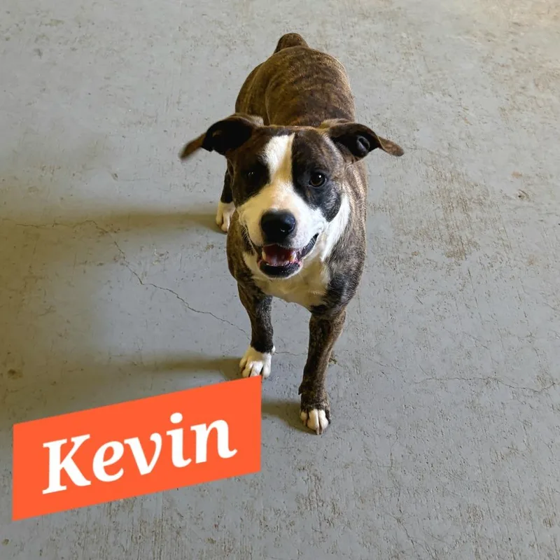 Kevin thumbnail 2