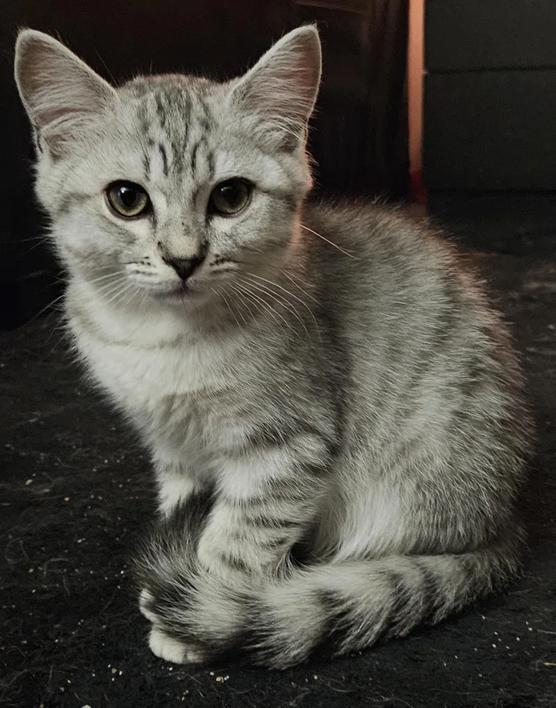 A baby small-sized male Egyptian Mau cat named Knox for adoption in La Puente, CA