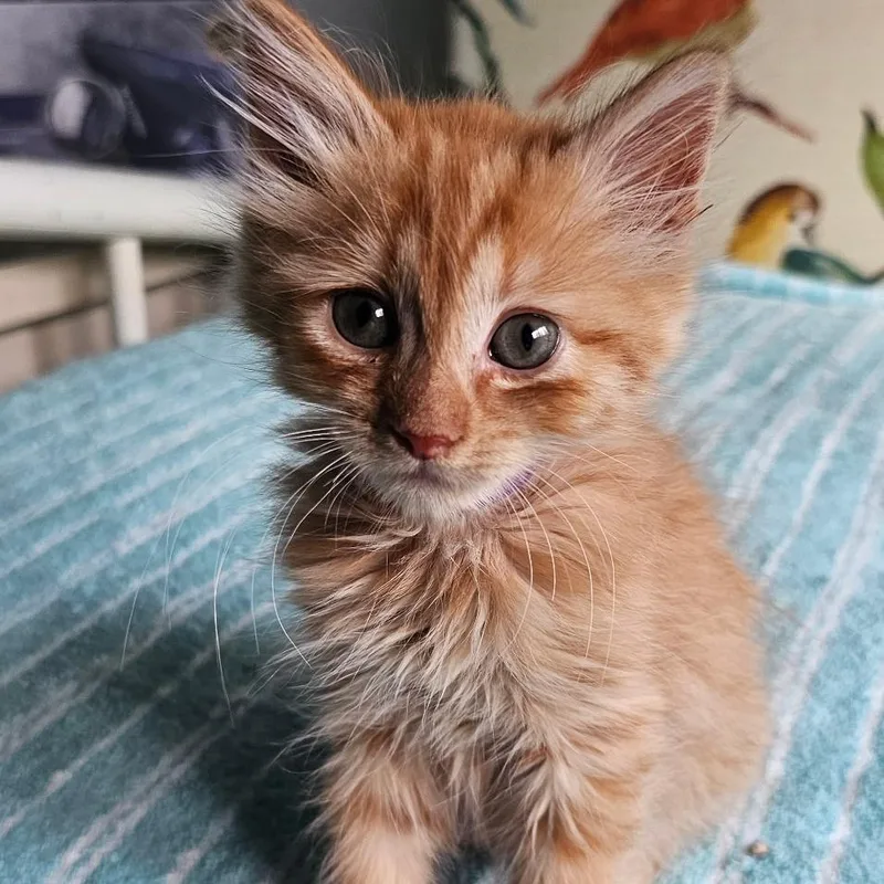 A baby small-sized female Orange / Red Domestic Short Hair cat named Weasel for adoption in Coos Bay, OR