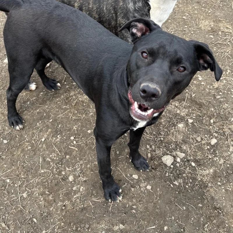 Nina Simonepawsin Prison Graduate!