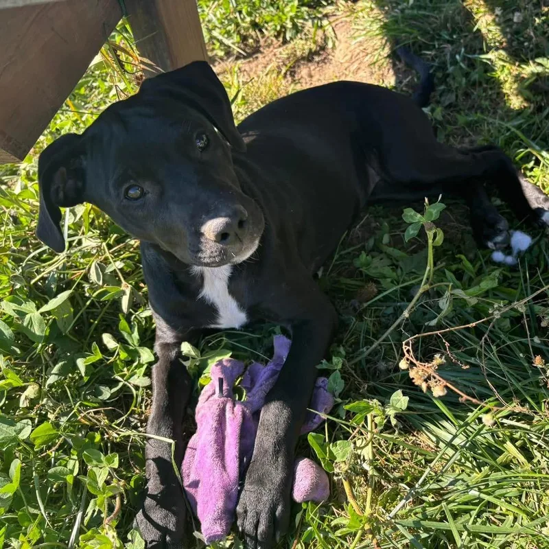 Nina Simonepawsin Prison Graduate! thumbnail 2