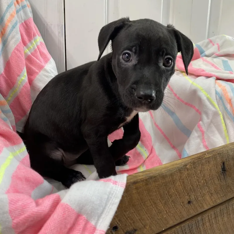 Nina Simonepawsin Prison Graduate! thumbnail 3