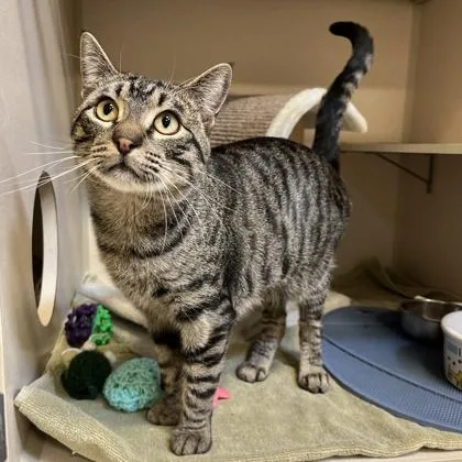 An adult medium-sized male Domestic Short Hair cat named Bob for adoption in New Hope, PA