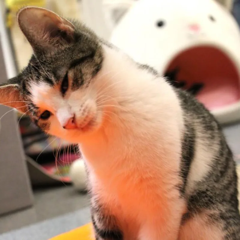 Squizzle thumbnail 3