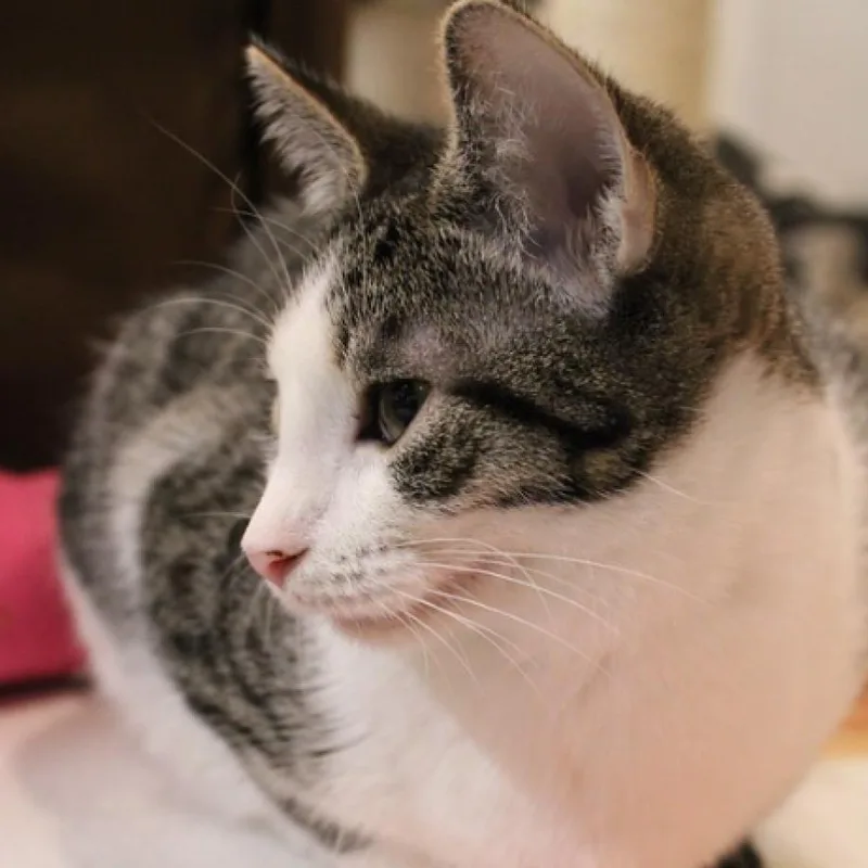 Squizzle thumbnail 4