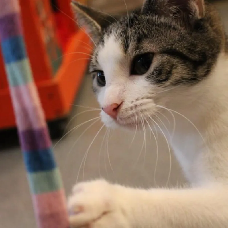 Squizzle thumbnail 5