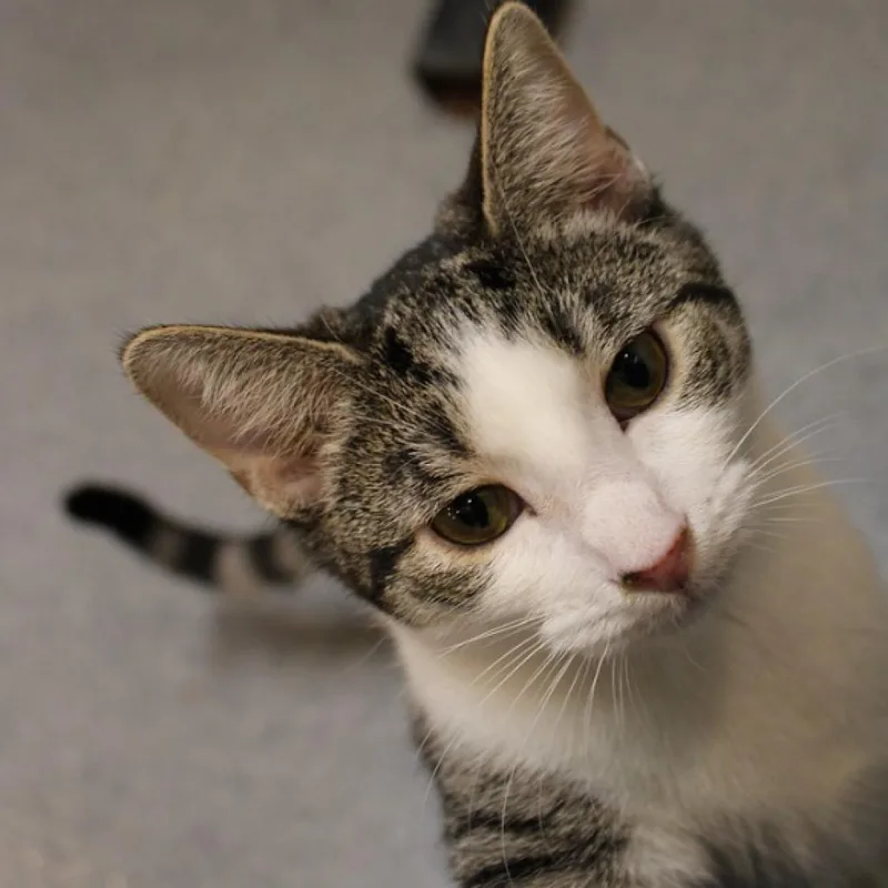 Squizzle thumbnail 6