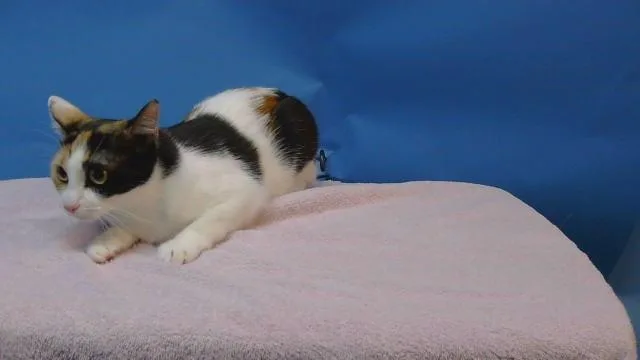 A young medium-sized female Domestic Short Hair cat named Kali for adoption in Gardena, CA