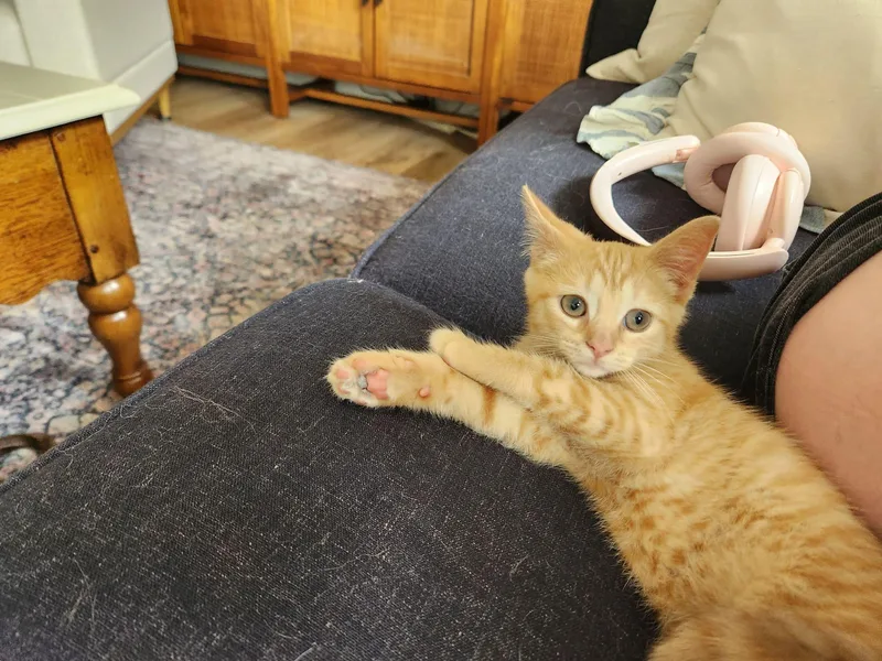 A baby medium-sized female Tabby (Orange / Red) Domestic Short Hair cat named Noodle for adoption in Muncie, IN