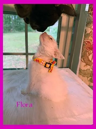 A baby medium-sized female Domestic Medium Hair cat named Flora for adoption in Hoover , AL