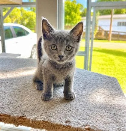 A baby small-sized female Domestic Short Hair cat named Brioche for adoption in Paducah, KY