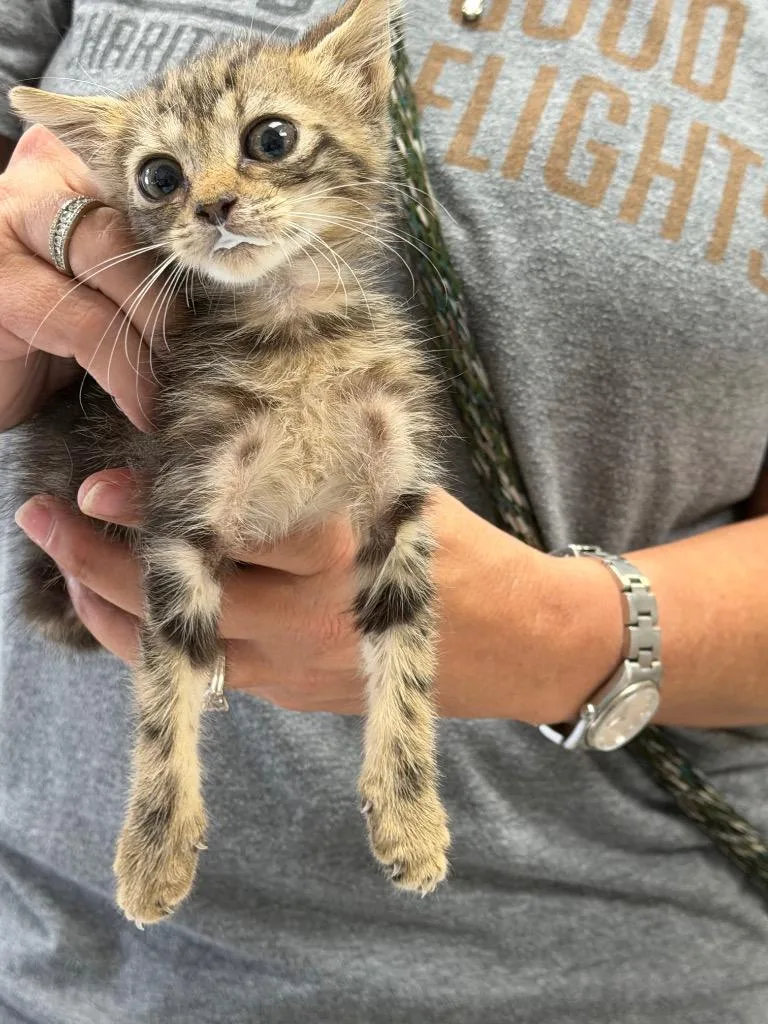 A baby medium-sized female Domestic Short Hair cat named Nutmeg for adoption in Sorrento, LA