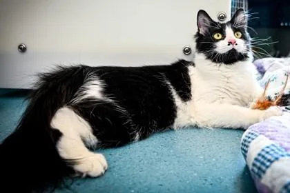A baby small-sized female Domestic Medium Hair cat named Angel Bites for adoption in Roseville, CA