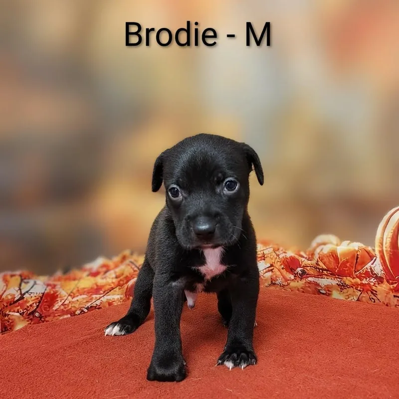Brodie