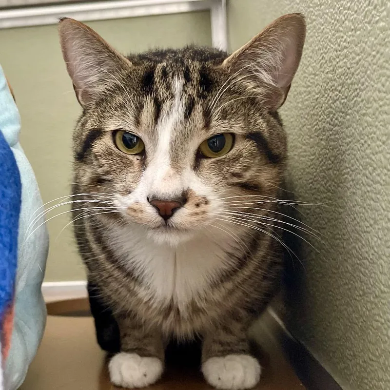 Potatoes thumbnail 2